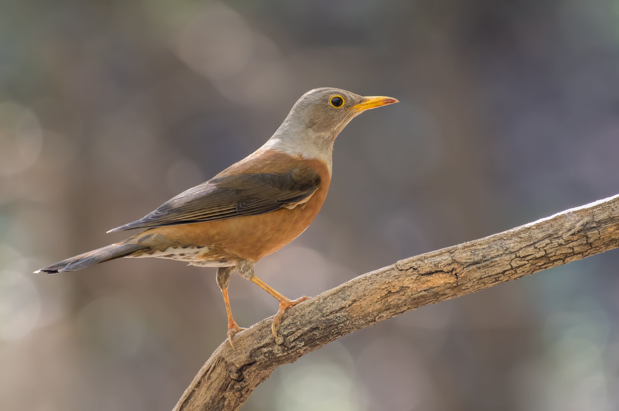 believe-it-or-not-these-birds-are-found-in-pakistan-wildlife